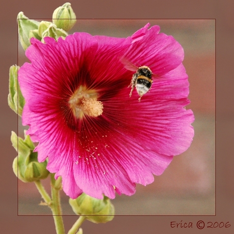 Hommel en bloem