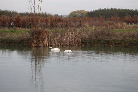 witte zwanen