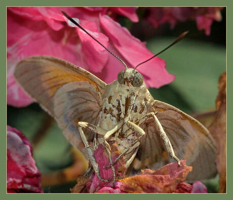 Mariposa Nocturna