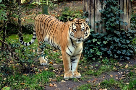 Een tijger in Emmen.