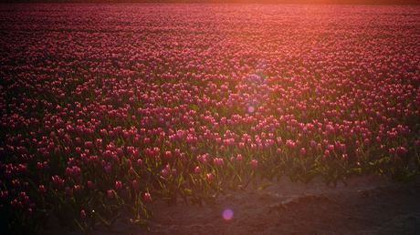 sunshine tulips