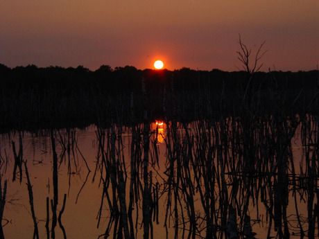 Zonsondergang in De Peel