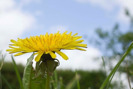 Paardenbloem