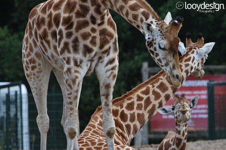 Giraffe love