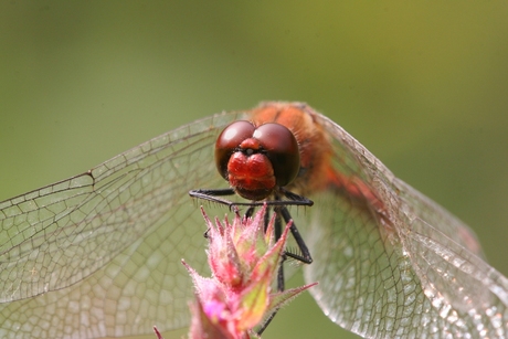 Bloedrode heidelibel