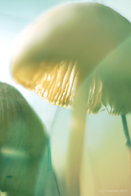 Mystic mushrooms