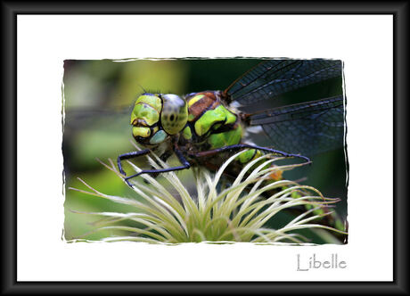 Libelle