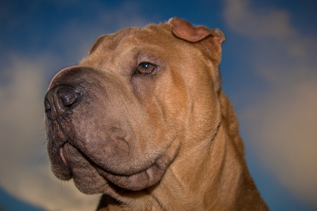 sharpei