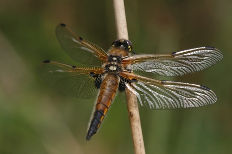 libellula quadrimaculata