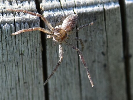 Renspin - Philodromus spec.