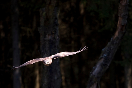 Buizerd