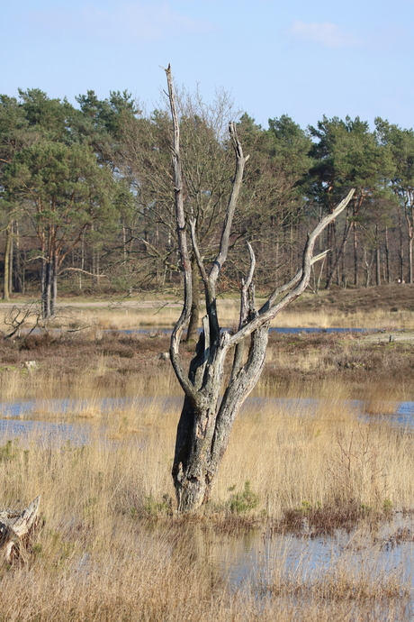 Dode boom in Overasseltse vennen bij Nijmegen 017