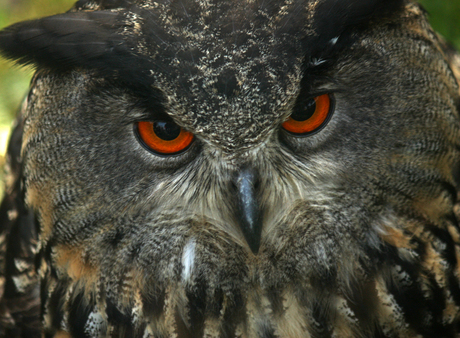 Mijnheer de uil.