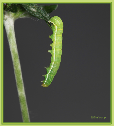 Ik Valllllllllllllllll.