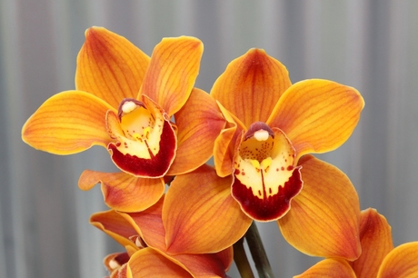 Orchidee