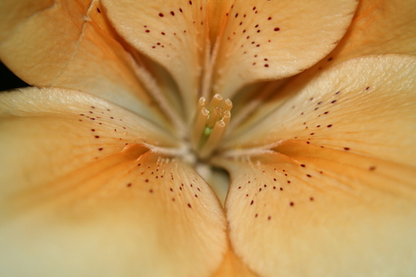 Bloemen verwelken