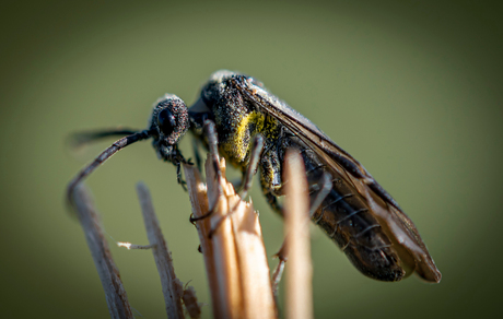 Prachtig, maar geen idee welke insect dit is.