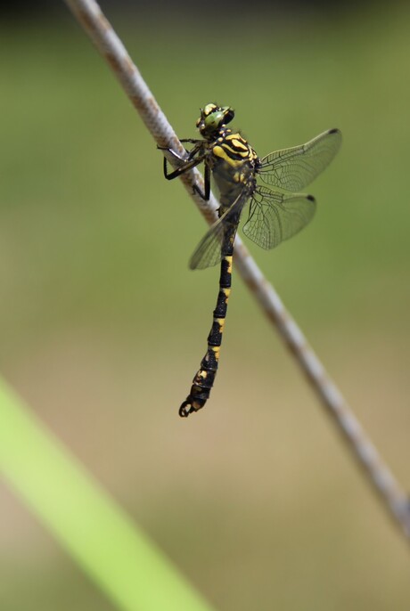 Dragonfly