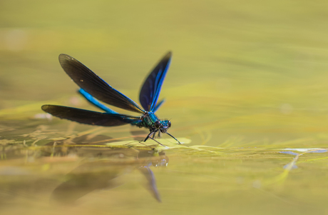 Ready for take off.........