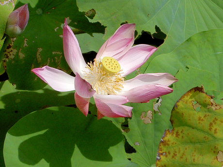 Lotus