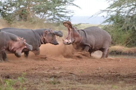 Nijlpaard gevecht