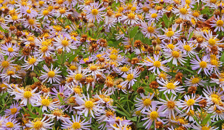 Autumn flowers