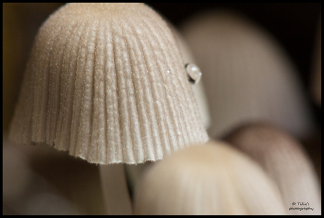 paddenstoelen, ook in dit jaargetij