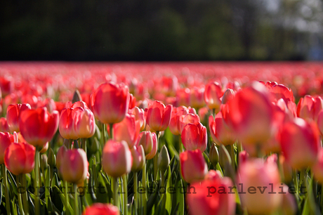 Tulpen