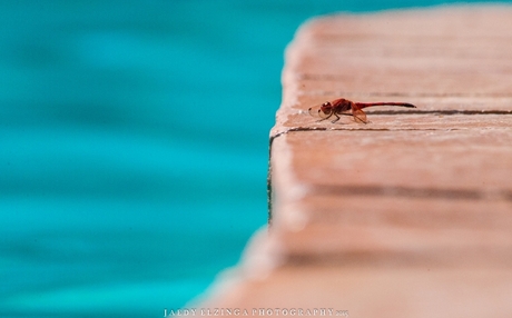 Dragonfly @ Zuid Afrika