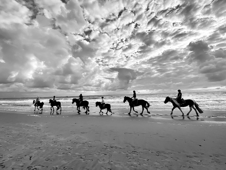 Horses @ the beach