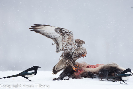 Ruigpoot buizerd