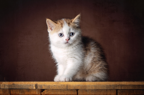 Schattige kitten