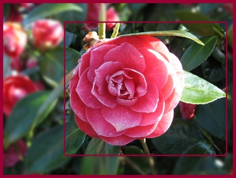 Camelia