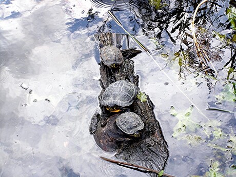 NOORDVESTGRACHT SCHILDPADDEN