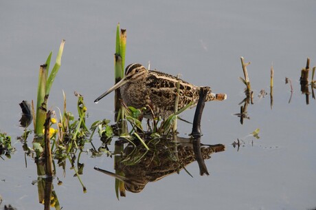 Watersnip