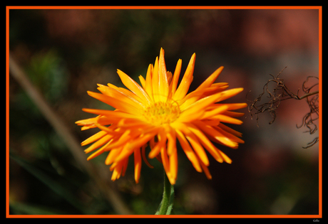 lonely Orange Flower