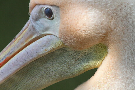 Pelikaan