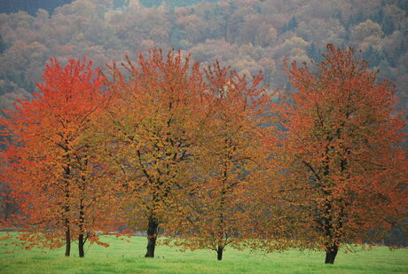 Herfst