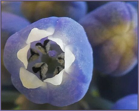 detail bloem van het blauwe druifje (Muscari armeniacum)