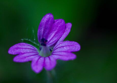 Tiny purple flower