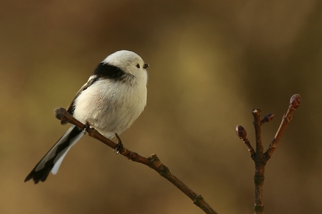 Witkoppige staartmees