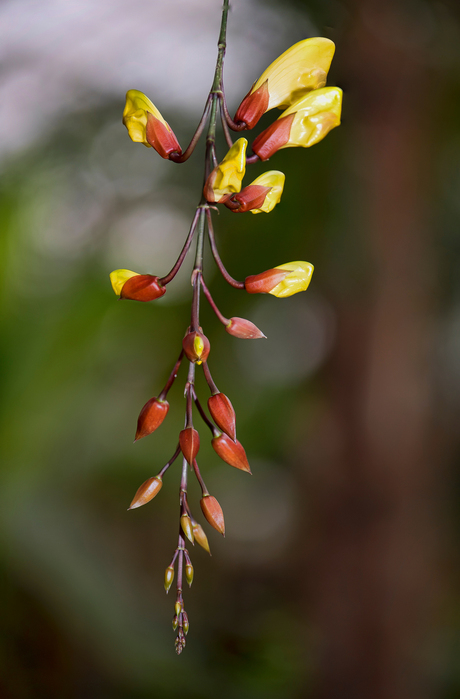 hanging flower