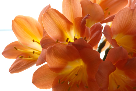 Clivia