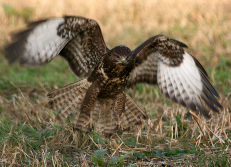 Buizerd