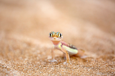 Woestijngekko (Ppachydactylus rangei)