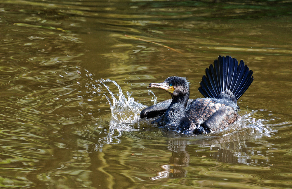 Aalscholver - Aalscholver bezig met zijn dagelijkse wasbeurt.
Bedankt voor alle leuke reacties bij mijn vorige foto's
Groetjes Hennie - foto door hennie15153 op 24-11-2010 - deze foto bevat: aalscholver, dieren, hennie15153