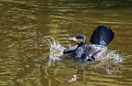 Aalscholver - Aalscholver bezig met zijn dagelijkse wasbeurt.
Bedankt voor alle leuke reacties bij mijn vorige foto's
Groetjes Hennie - foto door hennie15153 op 24-11-2010 - deze foto bevat: aalscholver, dieren, hennie15153