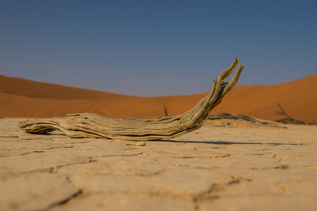 Deadvlei 1