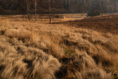 Herfstbruin