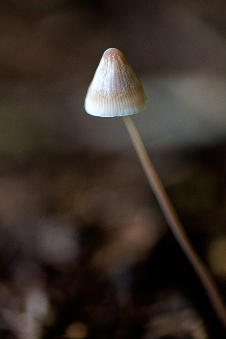 Mycena